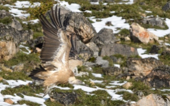 Vultures at Picos de Europa