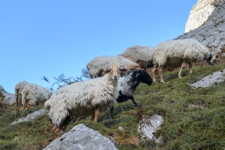 Friendly sheeps along the way