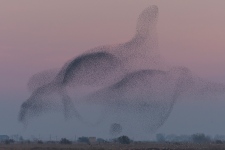 Rorschach test or flying starlings