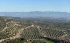 Olive trees around Ubeda